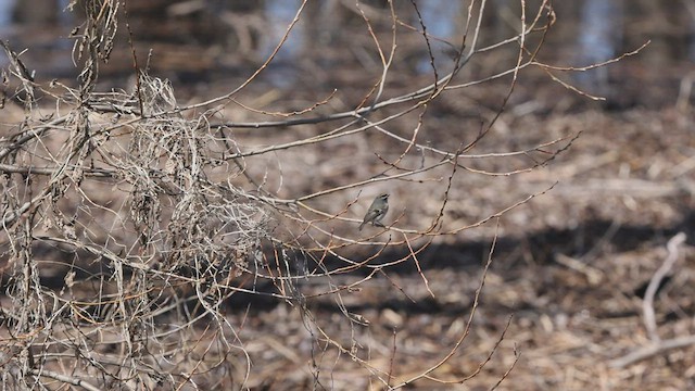 Golden-crowned Kinglet - ML437743471