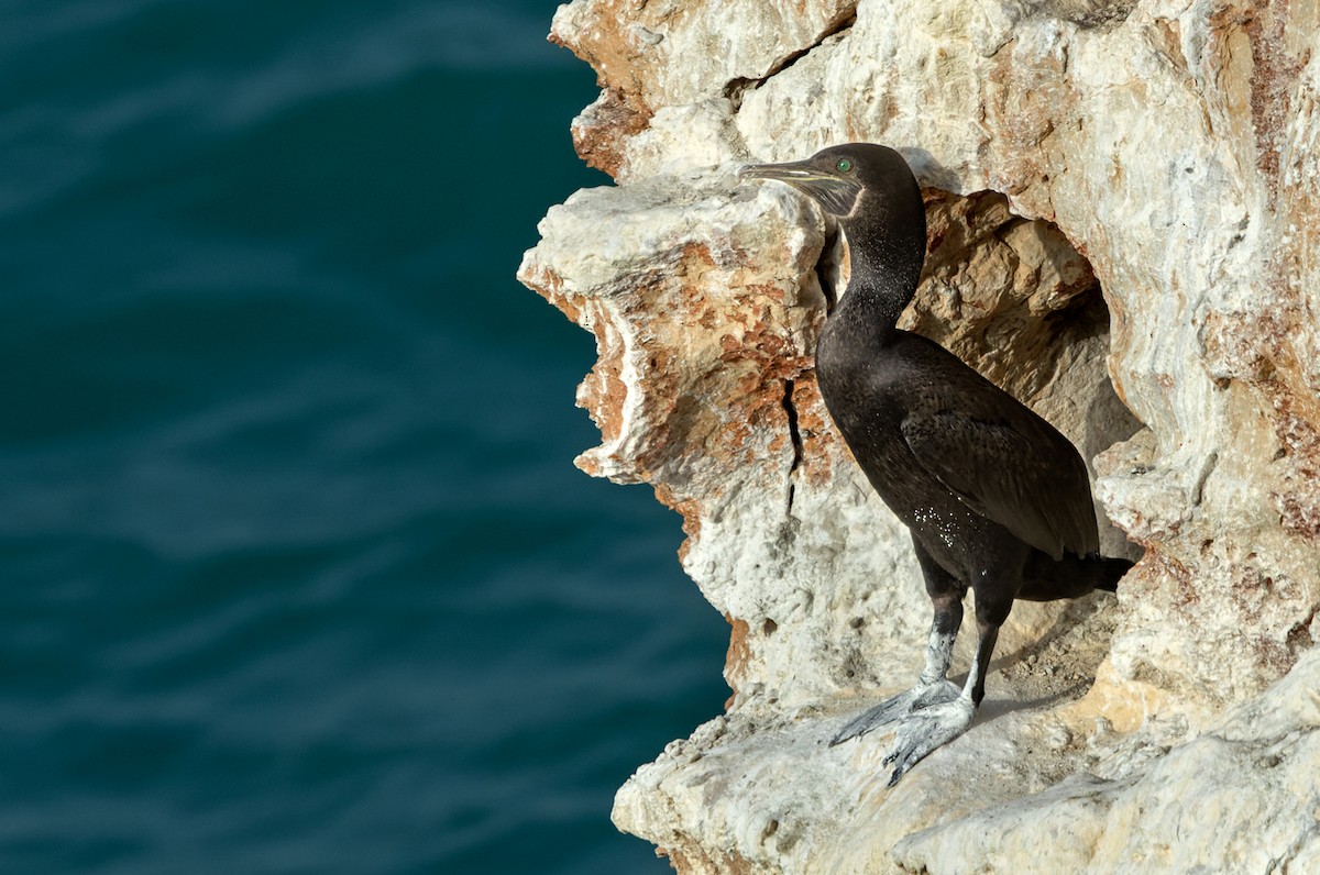 Socotra Cormorant - ML437744421