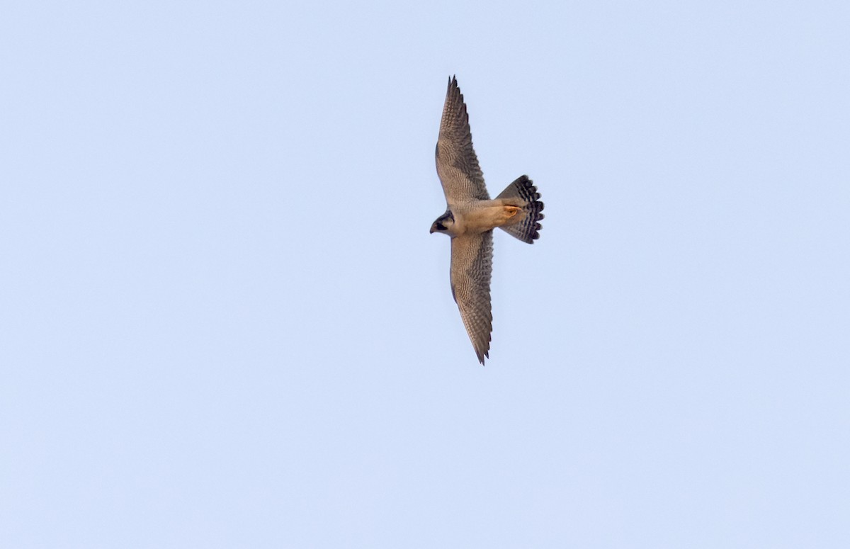 Peregrine Falcon - Lars Petersson | My World of Bird Photography