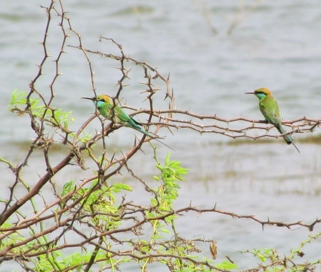 Asian Green Bee-eater - Smitha Jayakanthan