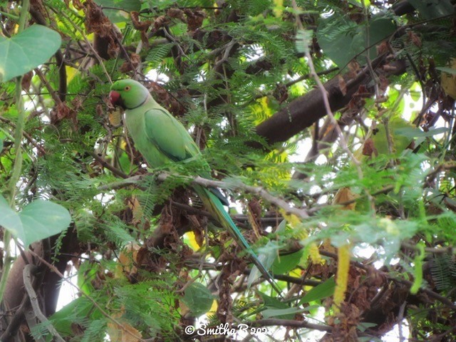 tanımsız küçük papağan (Psittaciformes sp.) - ML437745121