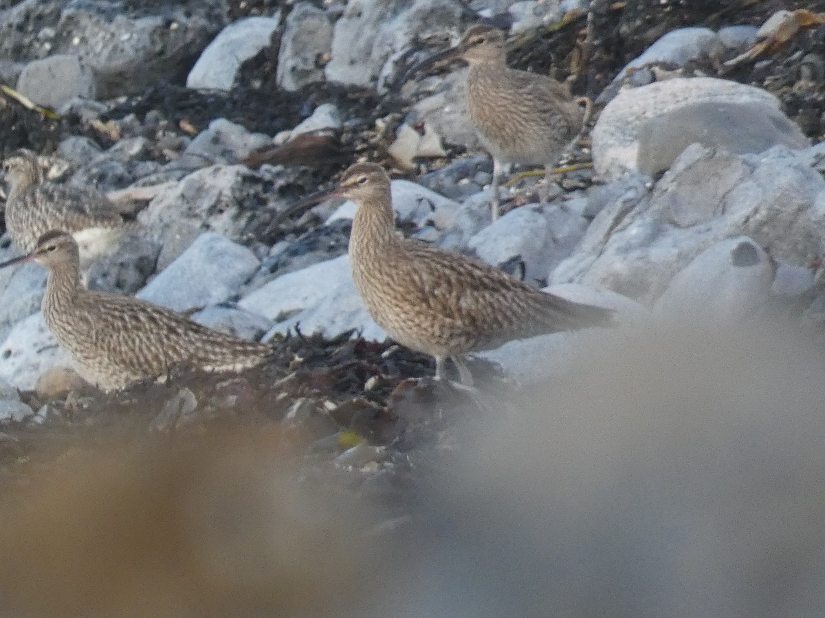 Whimbrel - ML437745161