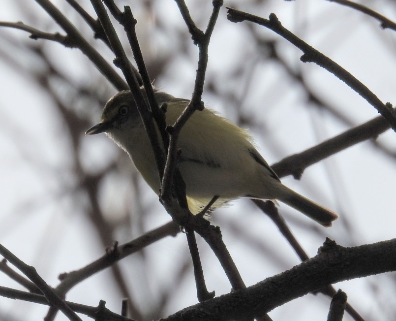 White-eyed Vireo - Mollie Bading