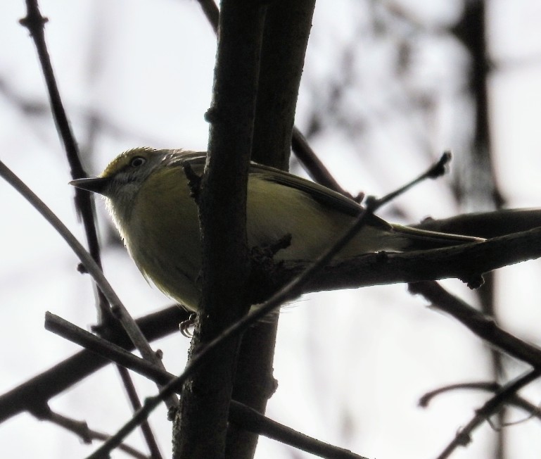 White-eyed Vireo - Mollie Bading