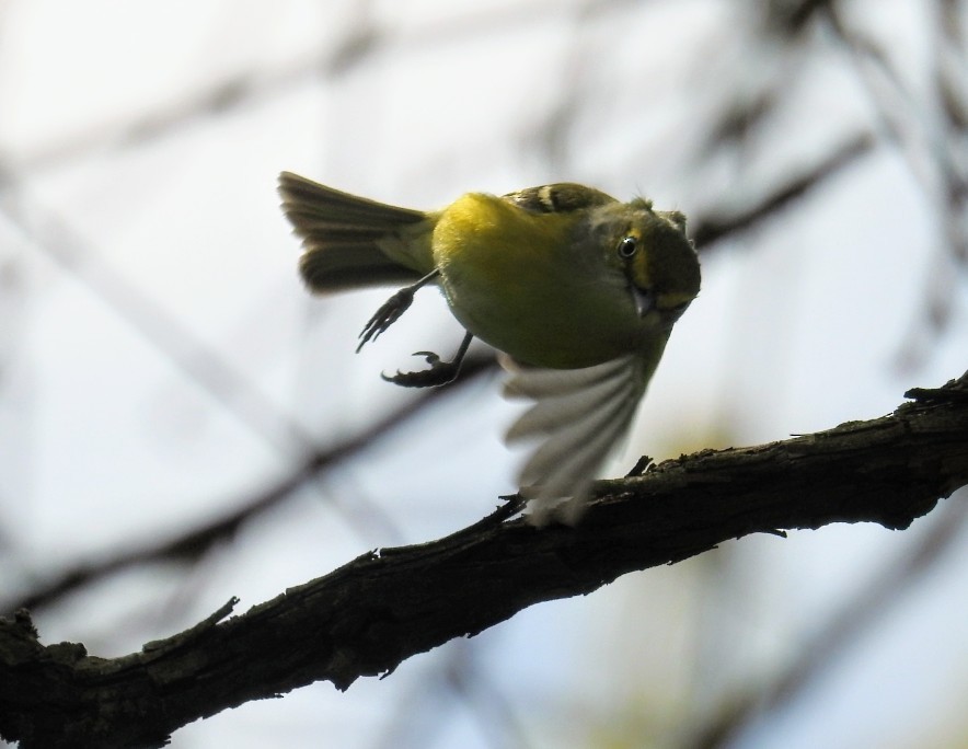 Ak Gözlü Vireo - ML437745891