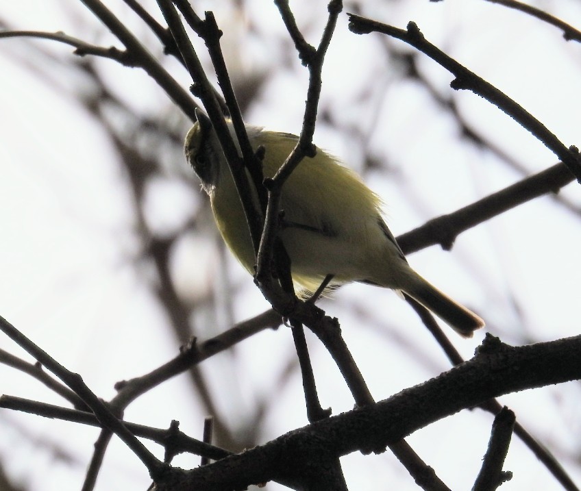 White-eyed Vireo - Mollie Bading