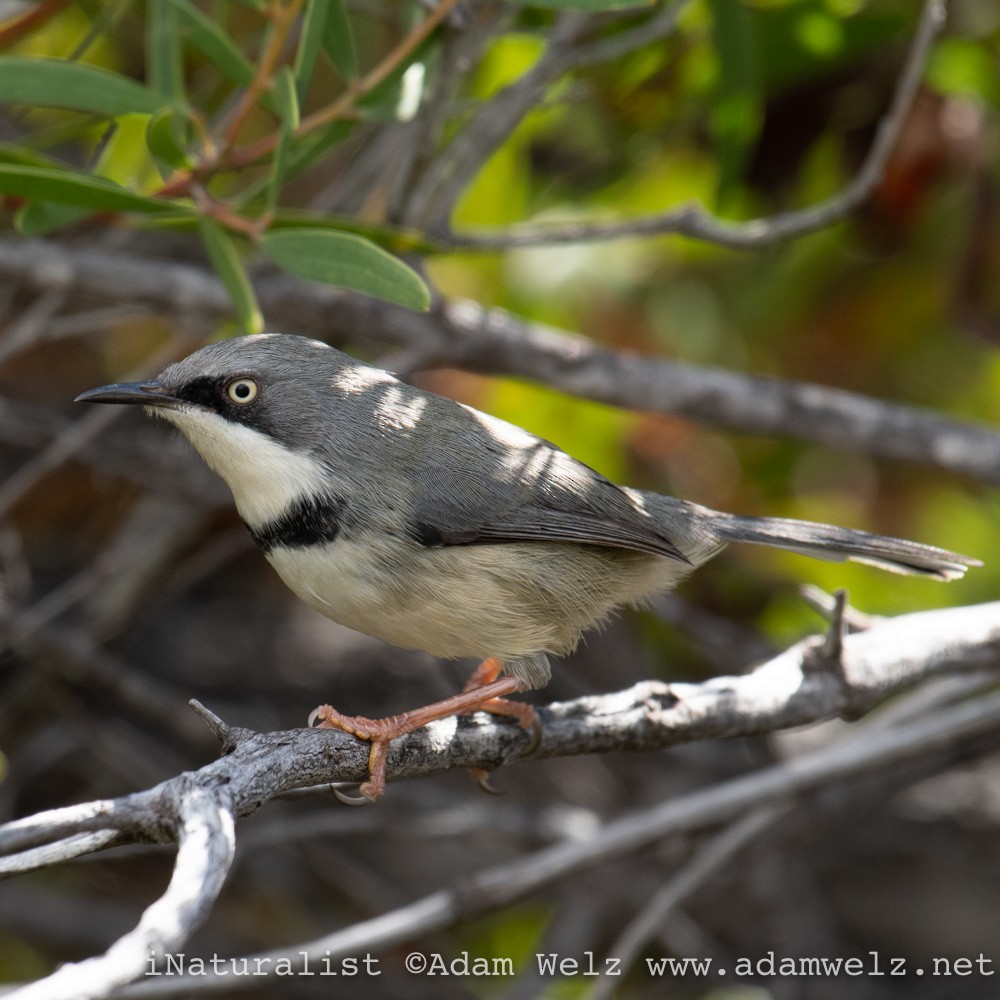 Bar-throated Apalis - ML437746051