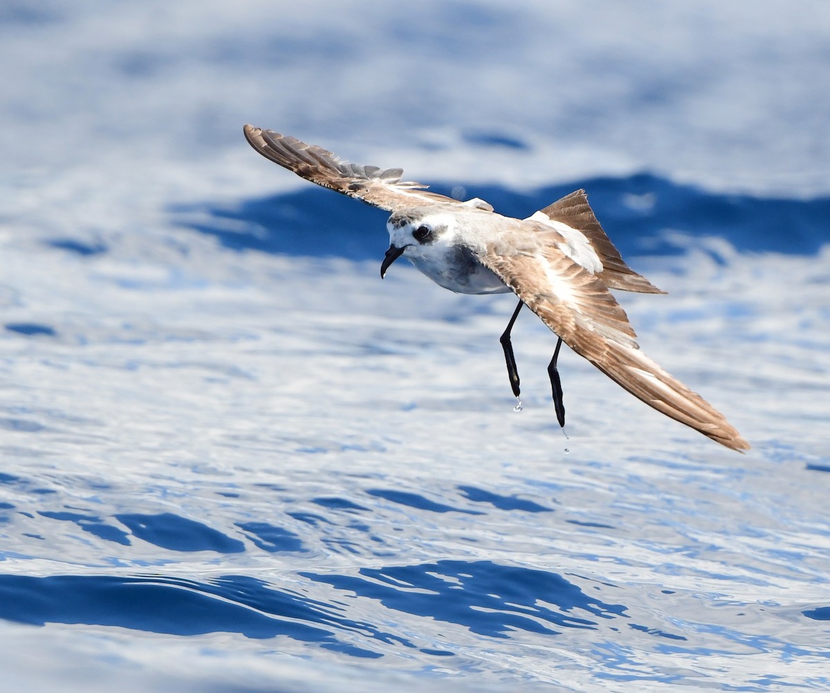 White-faced Storm-Petrel - ML437746981