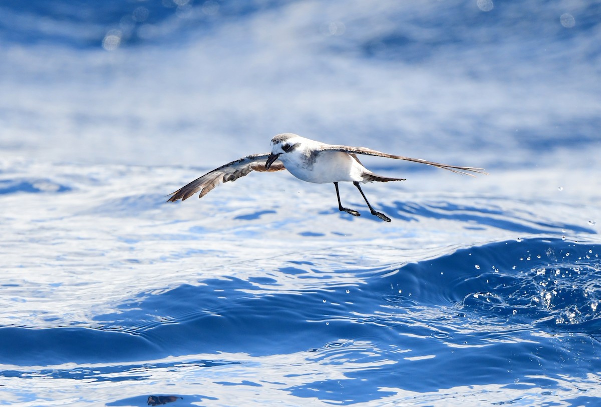White-faced Storm-Petrel - ML437747041