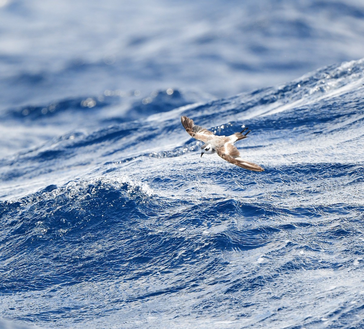 White-faced Storm-Petrel - ML437747051