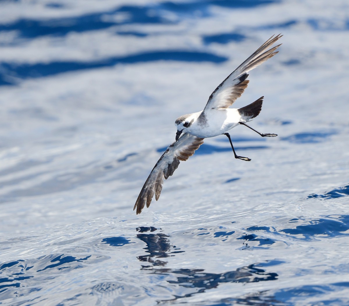 White-faced Storm-Petrel - ML437747061