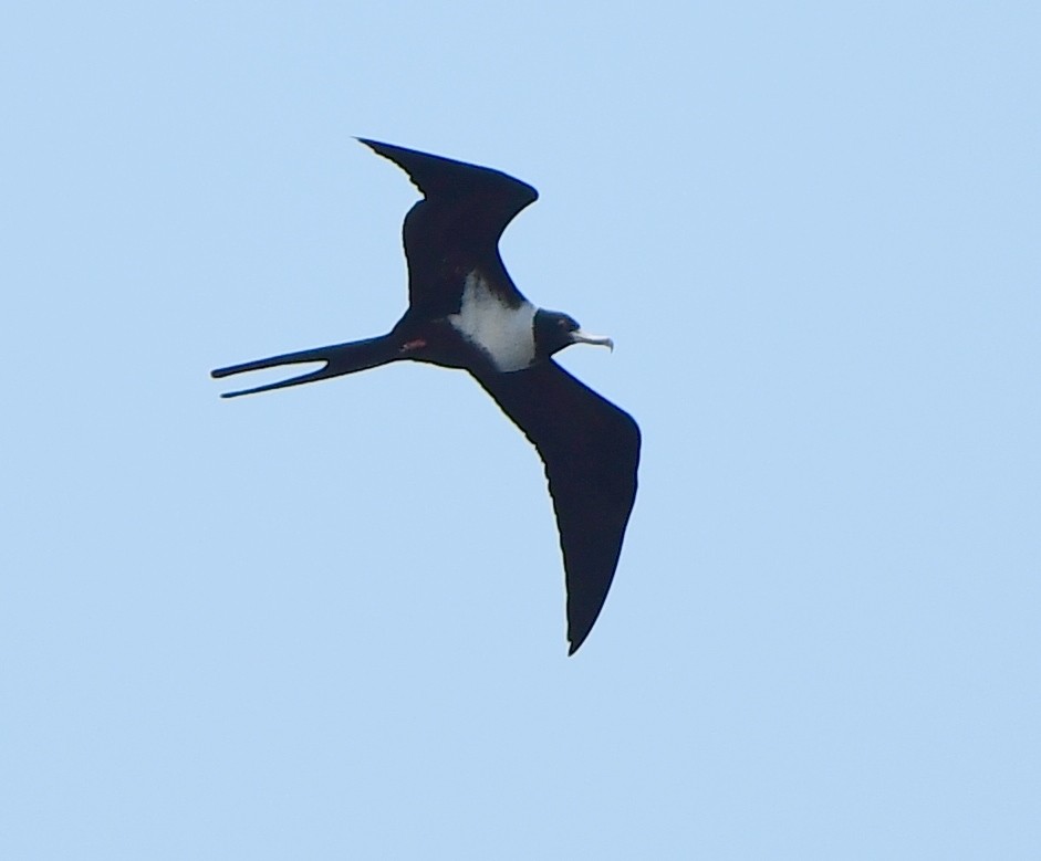 Lesser Frigatebird - ML437747211