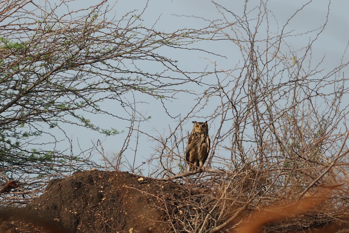 Rock Eagle-Owl - Vishal Irkal