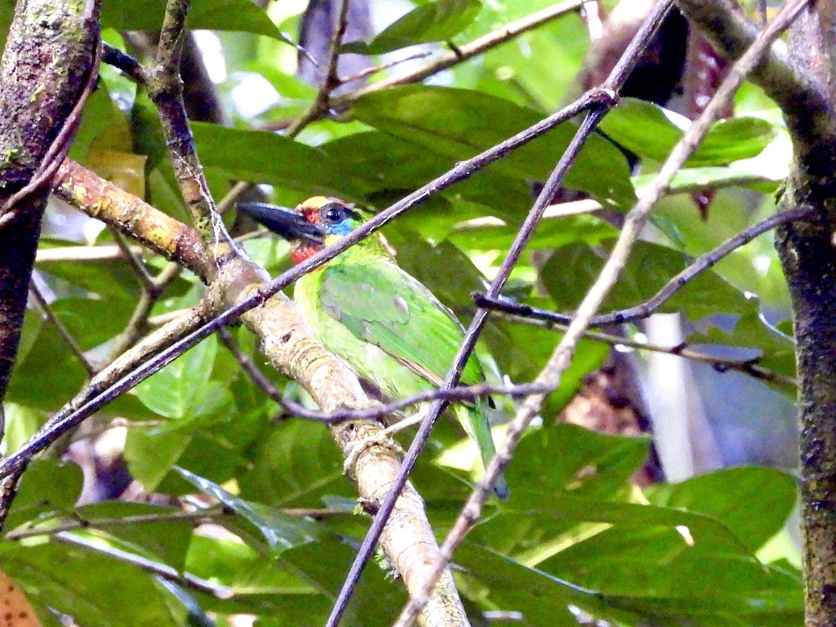 Red-throated Barbet - ML437748141