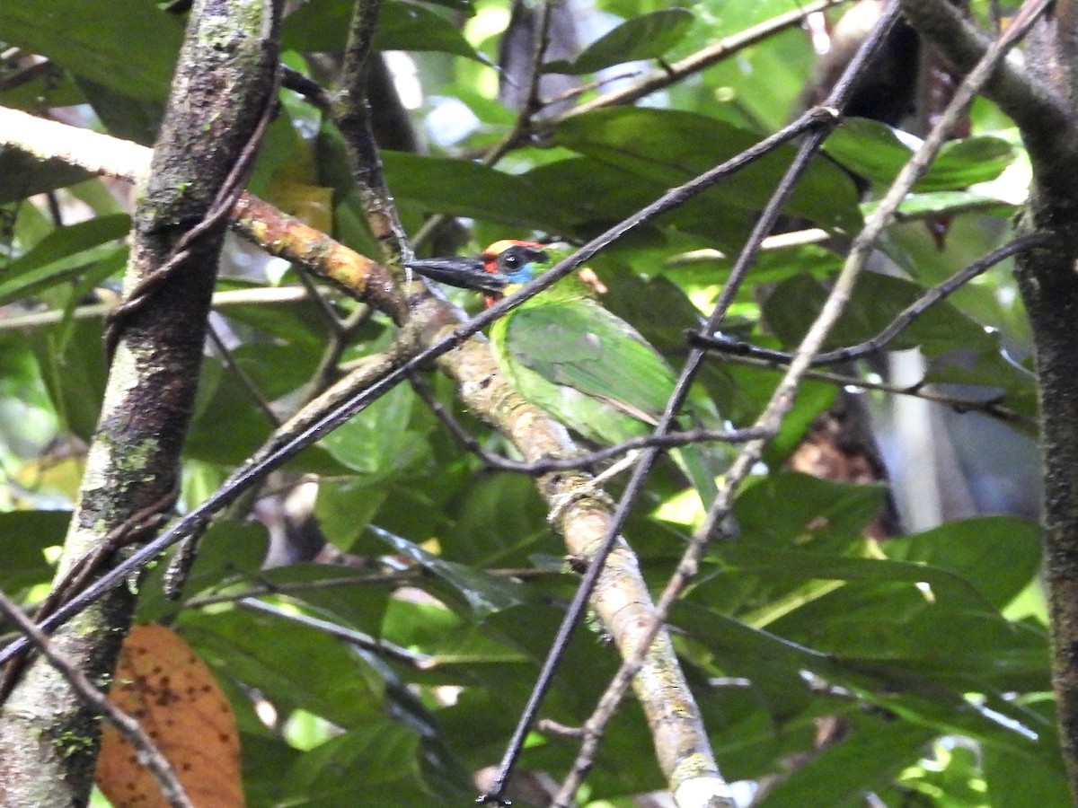 Red-throated Barbet - ML437748181