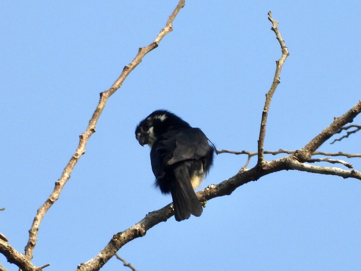 Black-thighed Falconet - GARY DOUGLAS