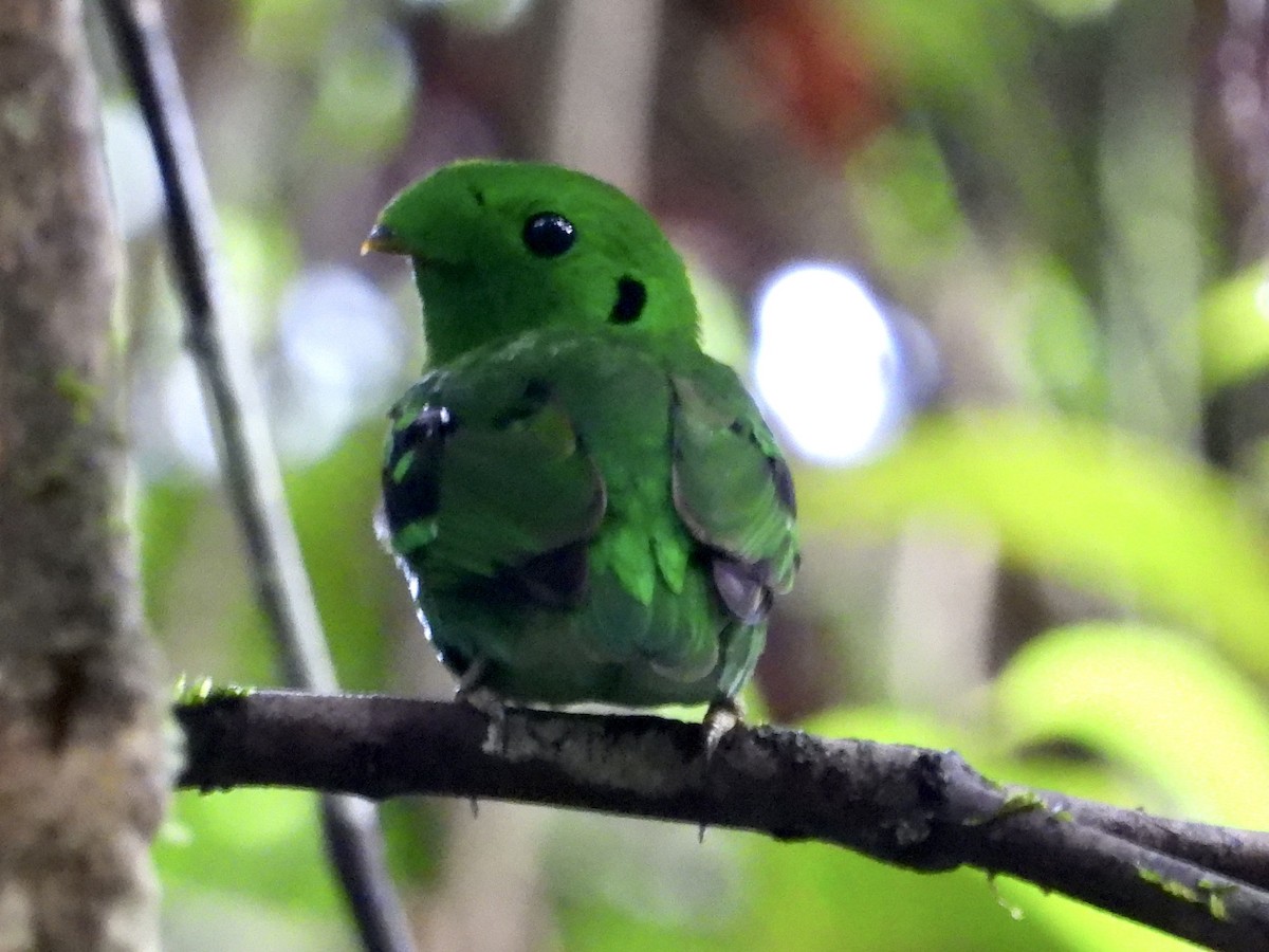 Green Broadbill - ML437748311