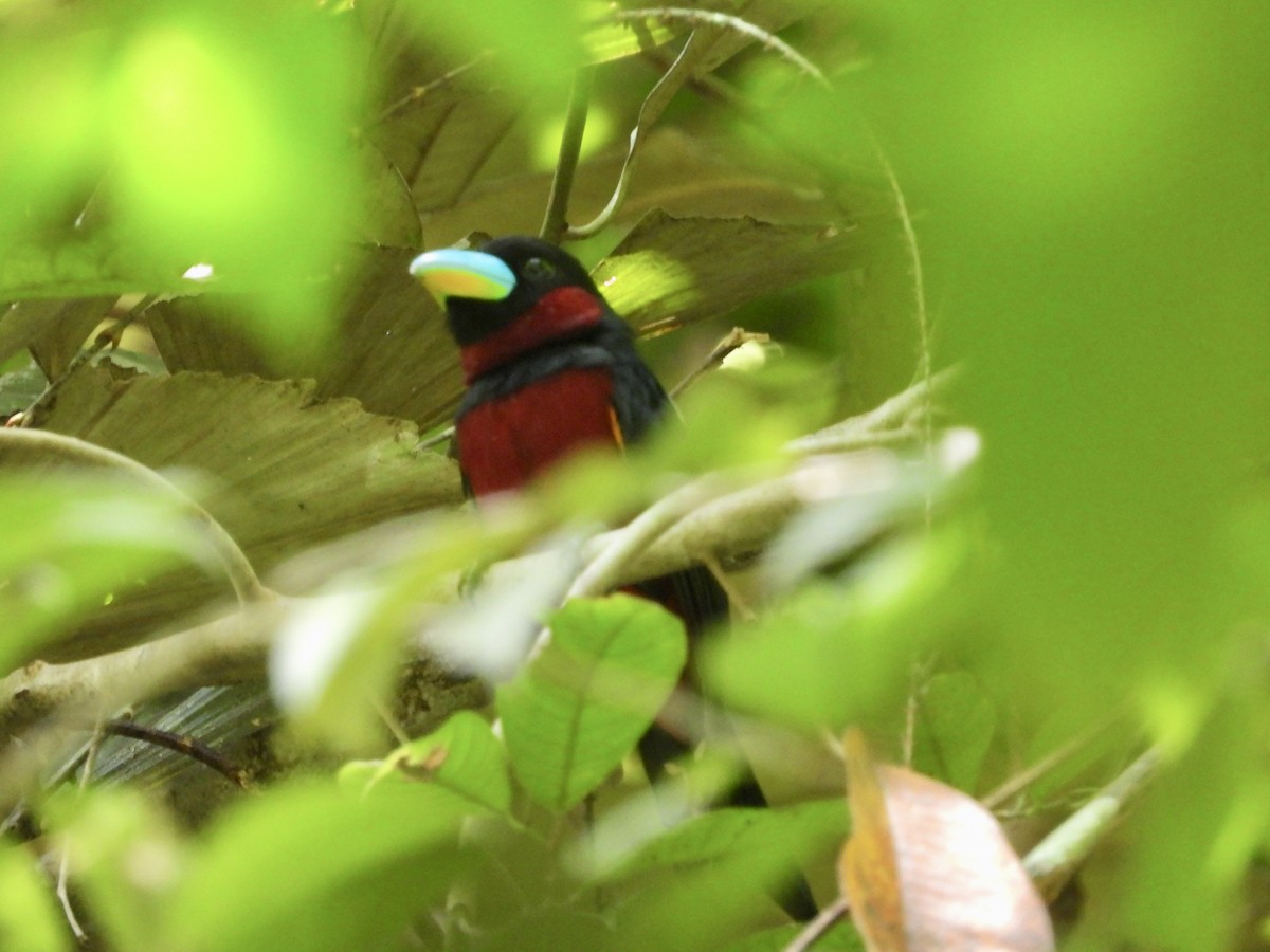 Black-and-red Broadbill - ML437748361