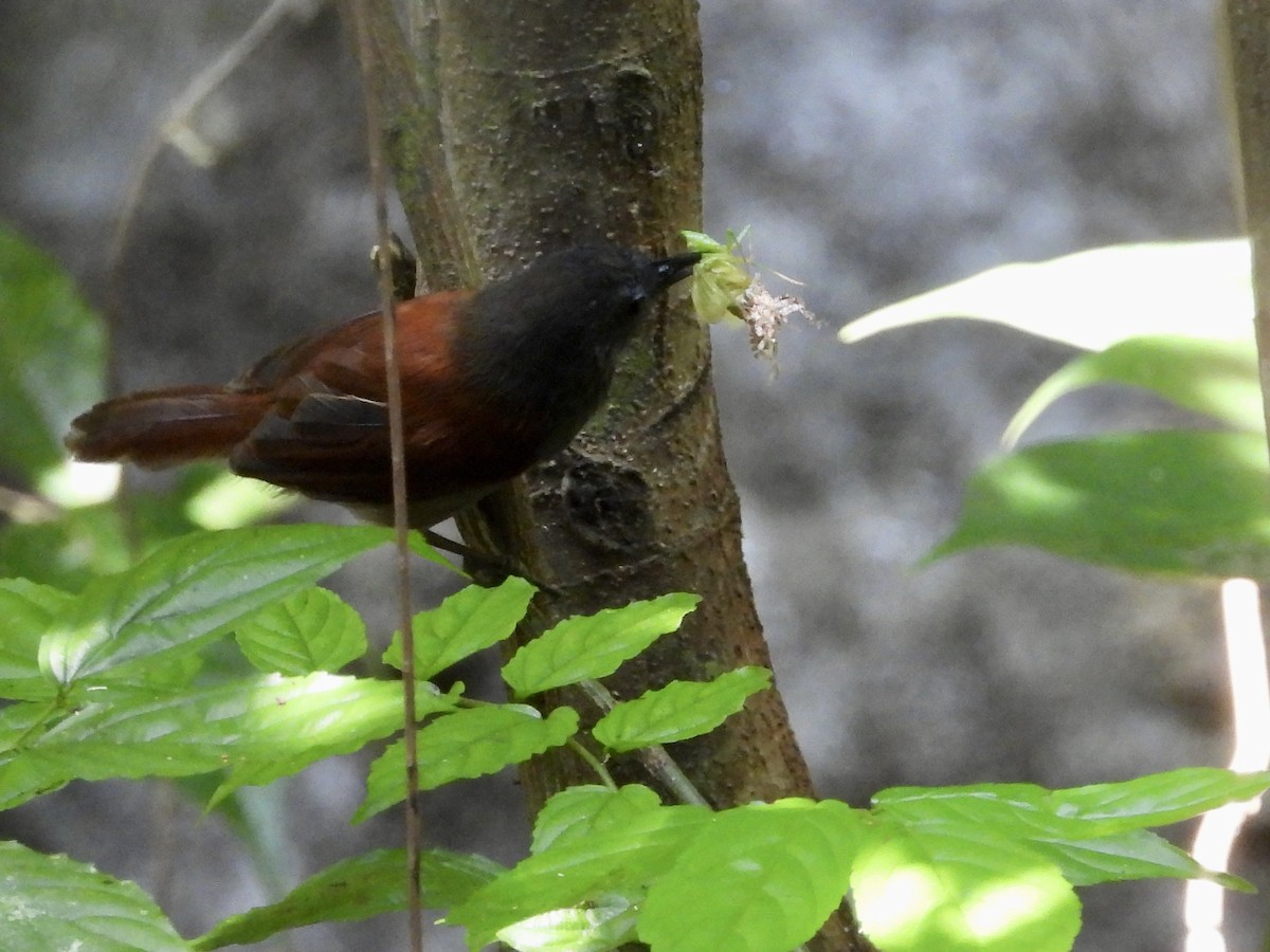 Gray-hooded Babbler - ML437748441