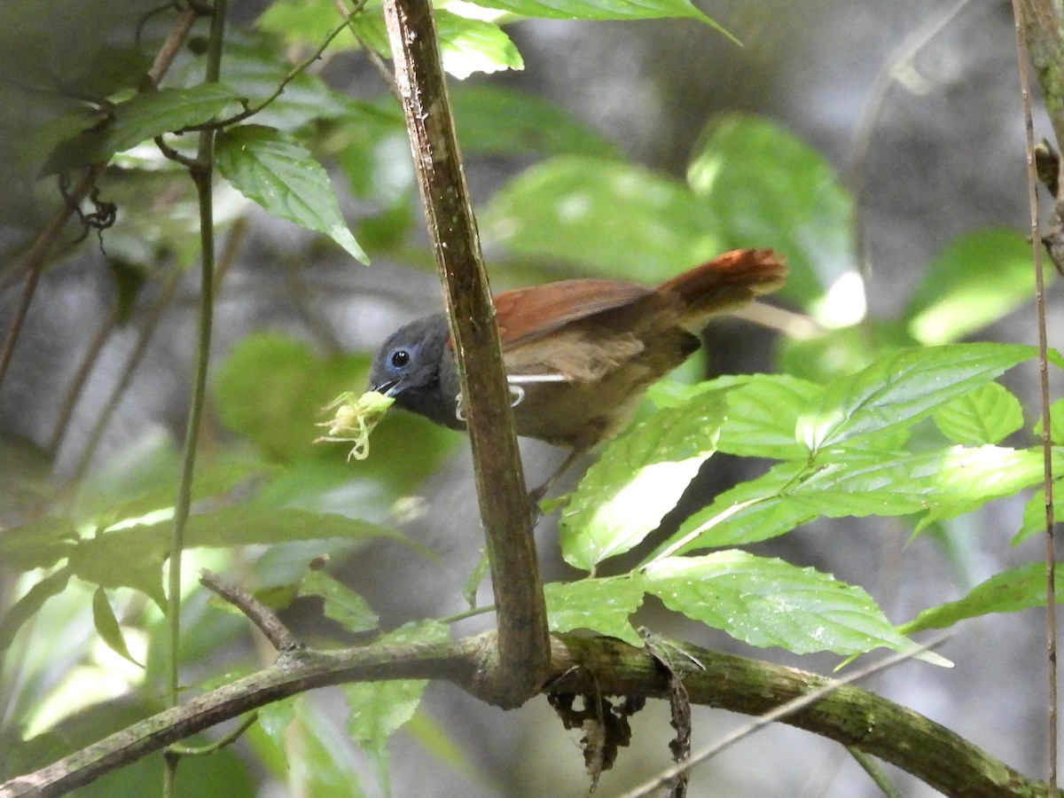 Gray-hooded Babbler - ML437748451