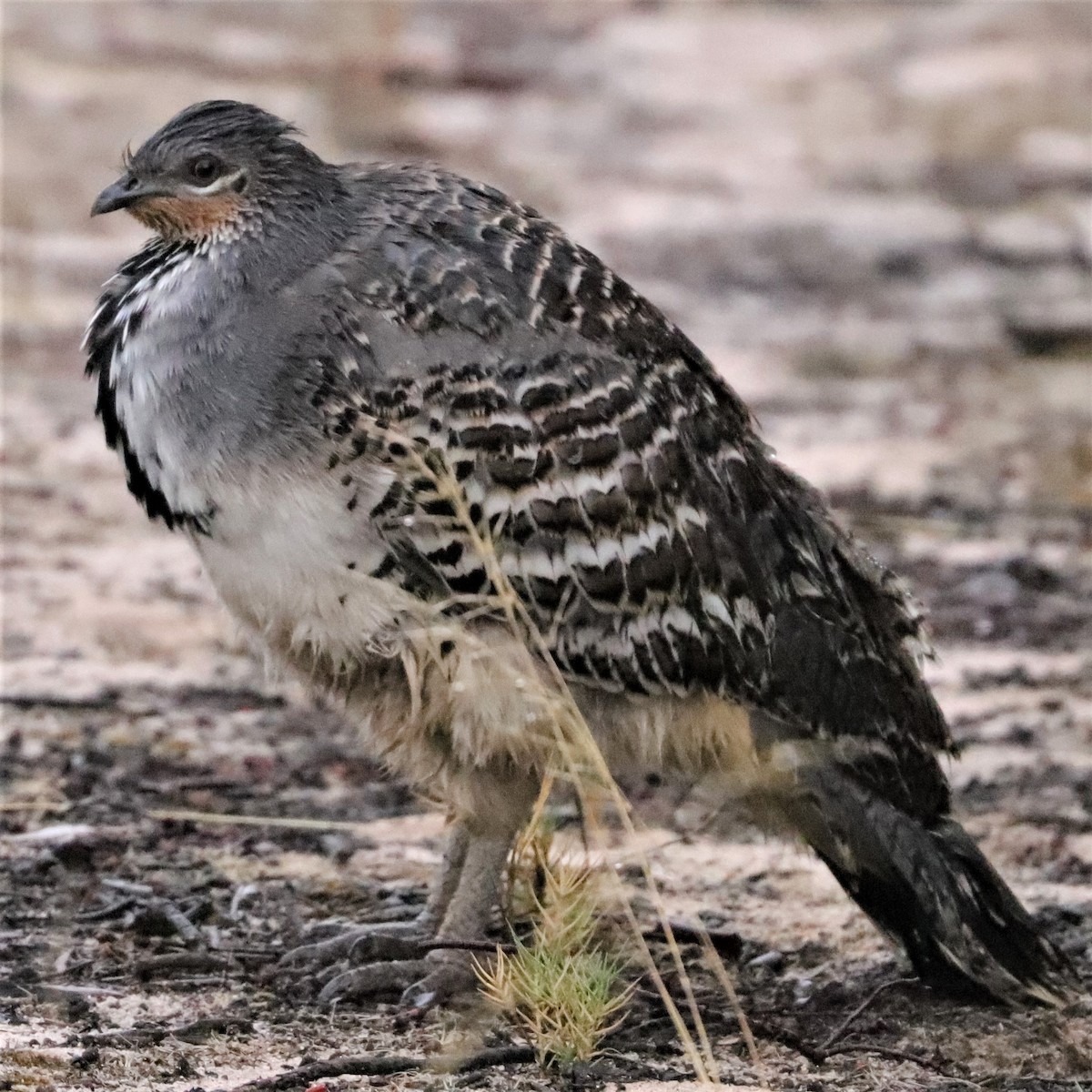 Malleefowl - @ mg_birds