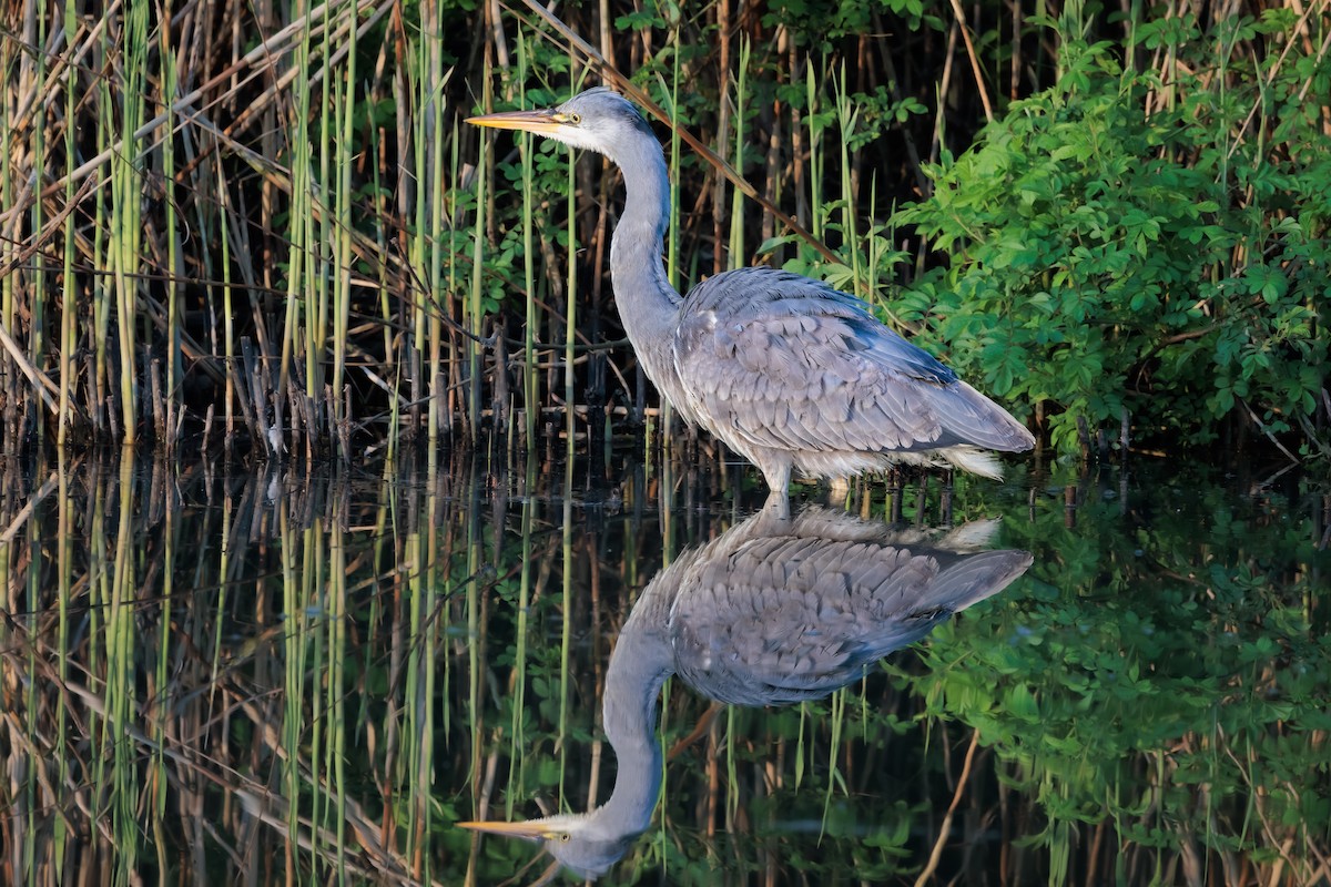 Gray Heron - ML437748731