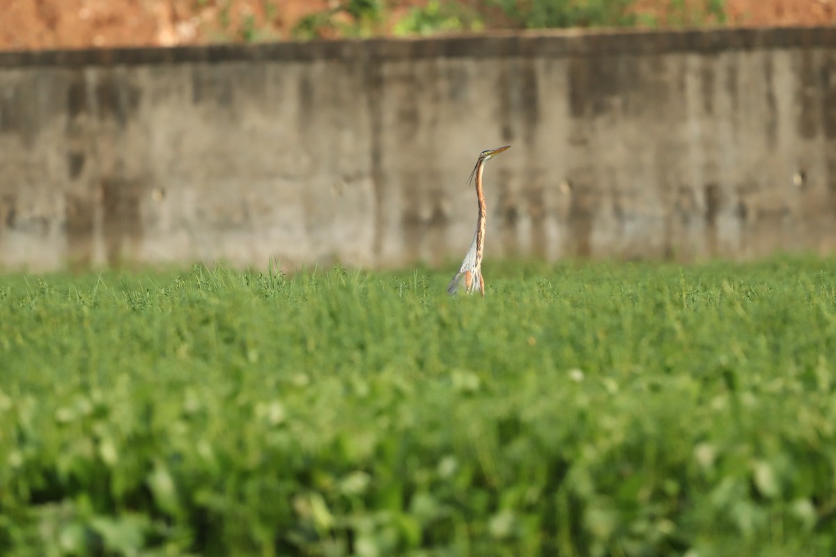 Purple Heron - ML437749291