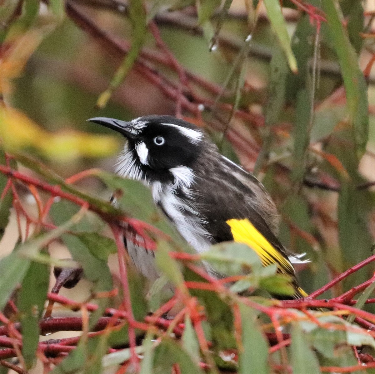 New Holland Honeyeater - @ mg_birds