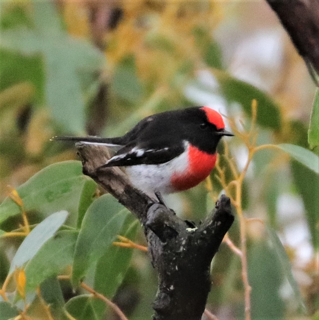 Red-capped Robin - ML437750671