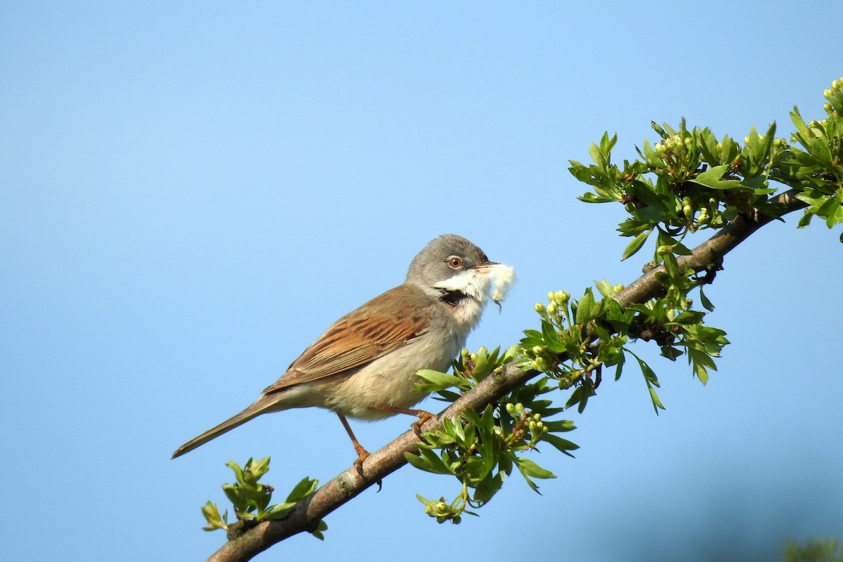 Greater Whitethroat - Peter Hines