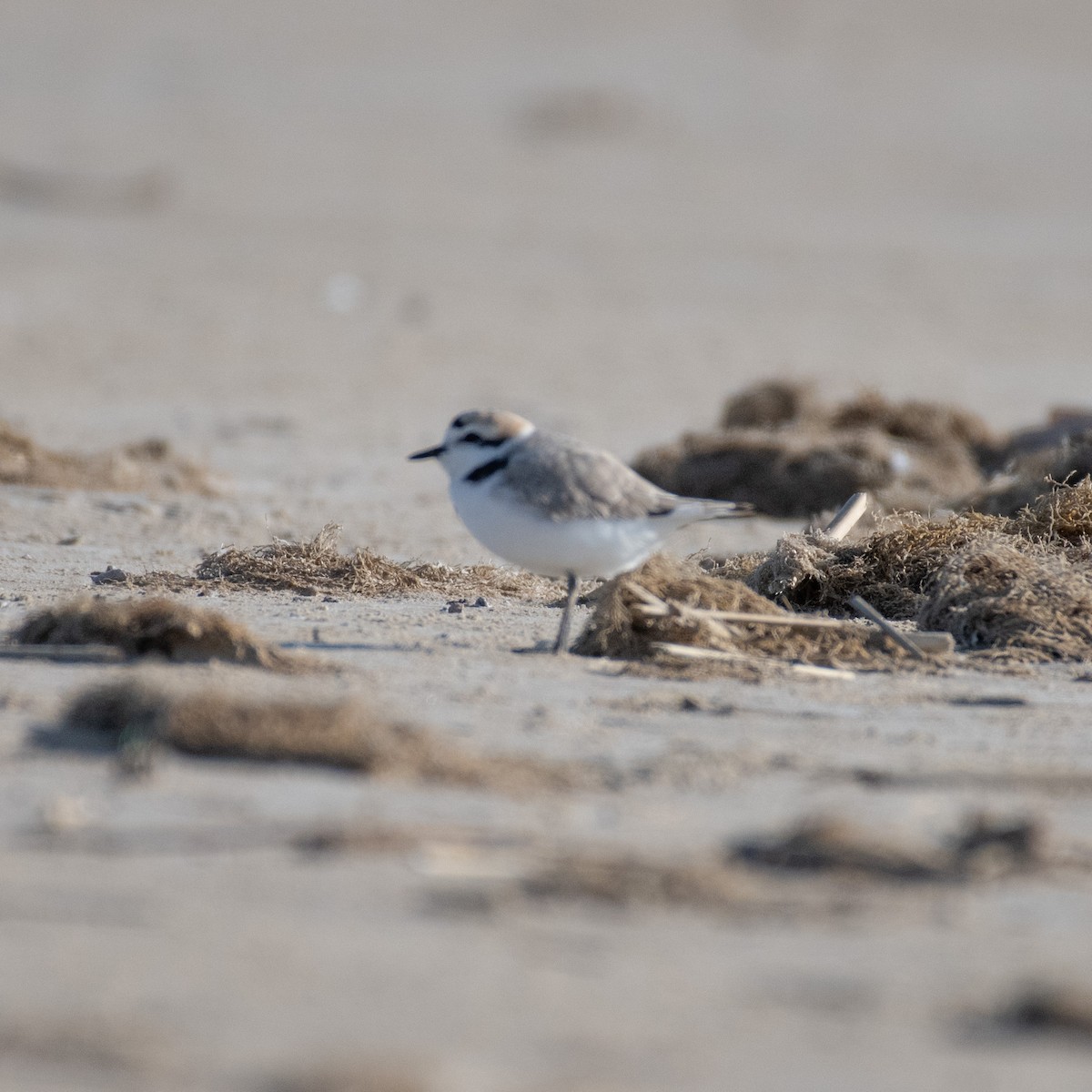 Snowy Plover - ML437750731