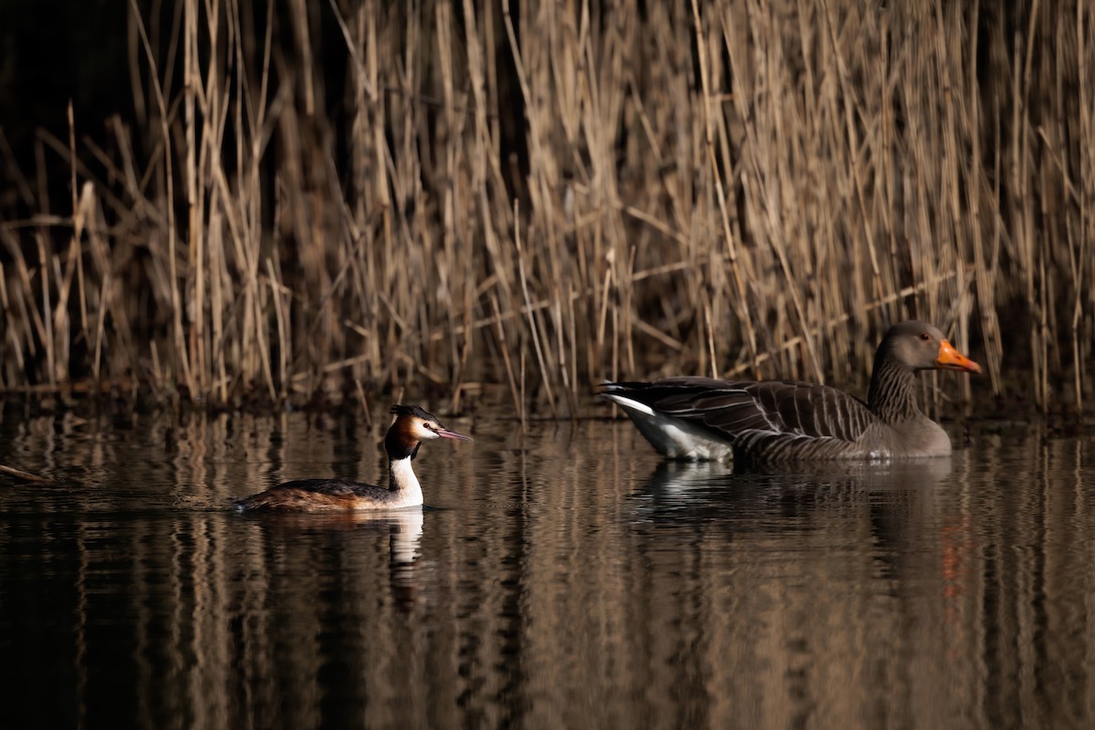 Great Crested Grebe - ML437751231