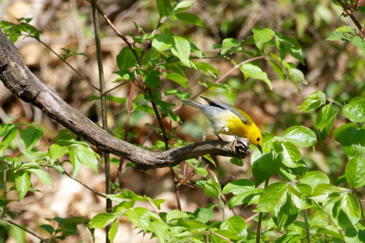 Prothonotary Warbler - ML437753161