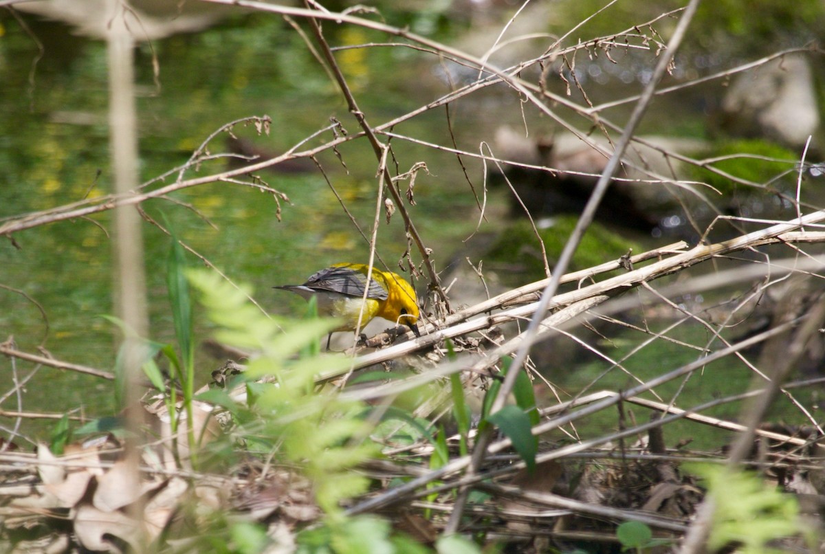 Prothonotary Warbler - ML437753171