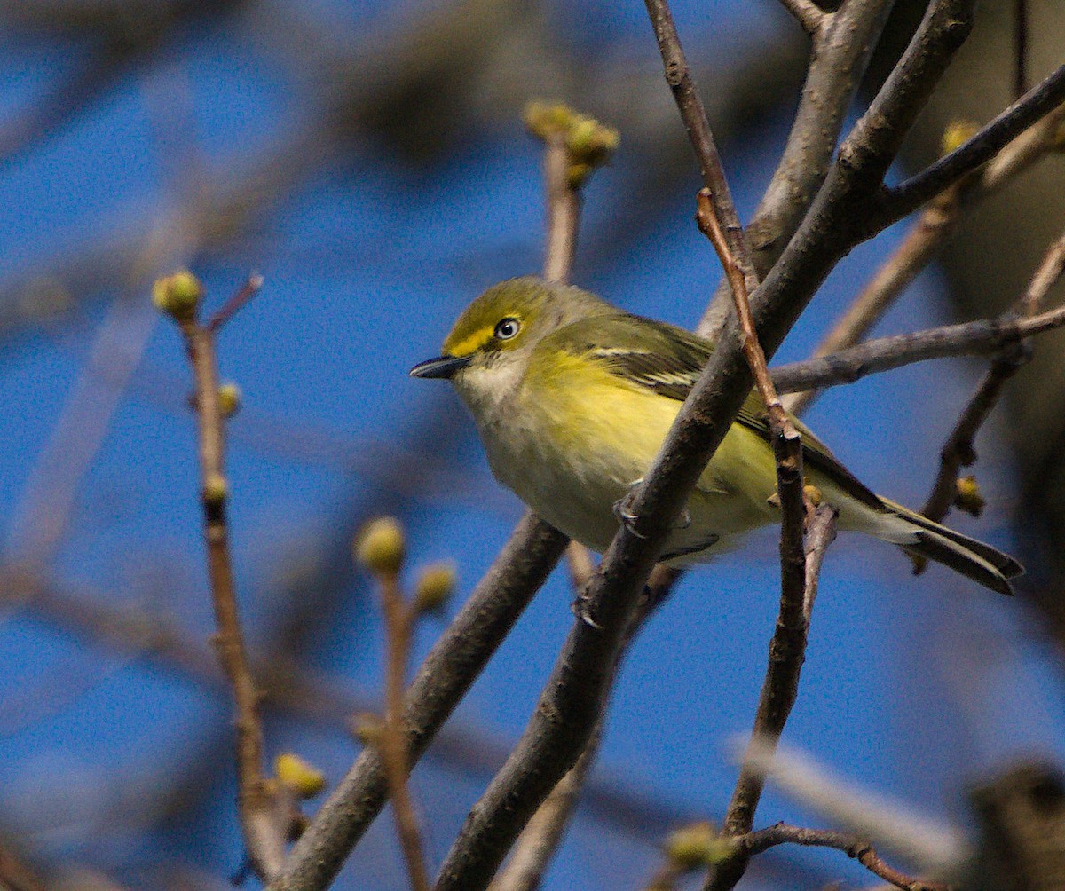 Weißaugenvireo - ML437753411