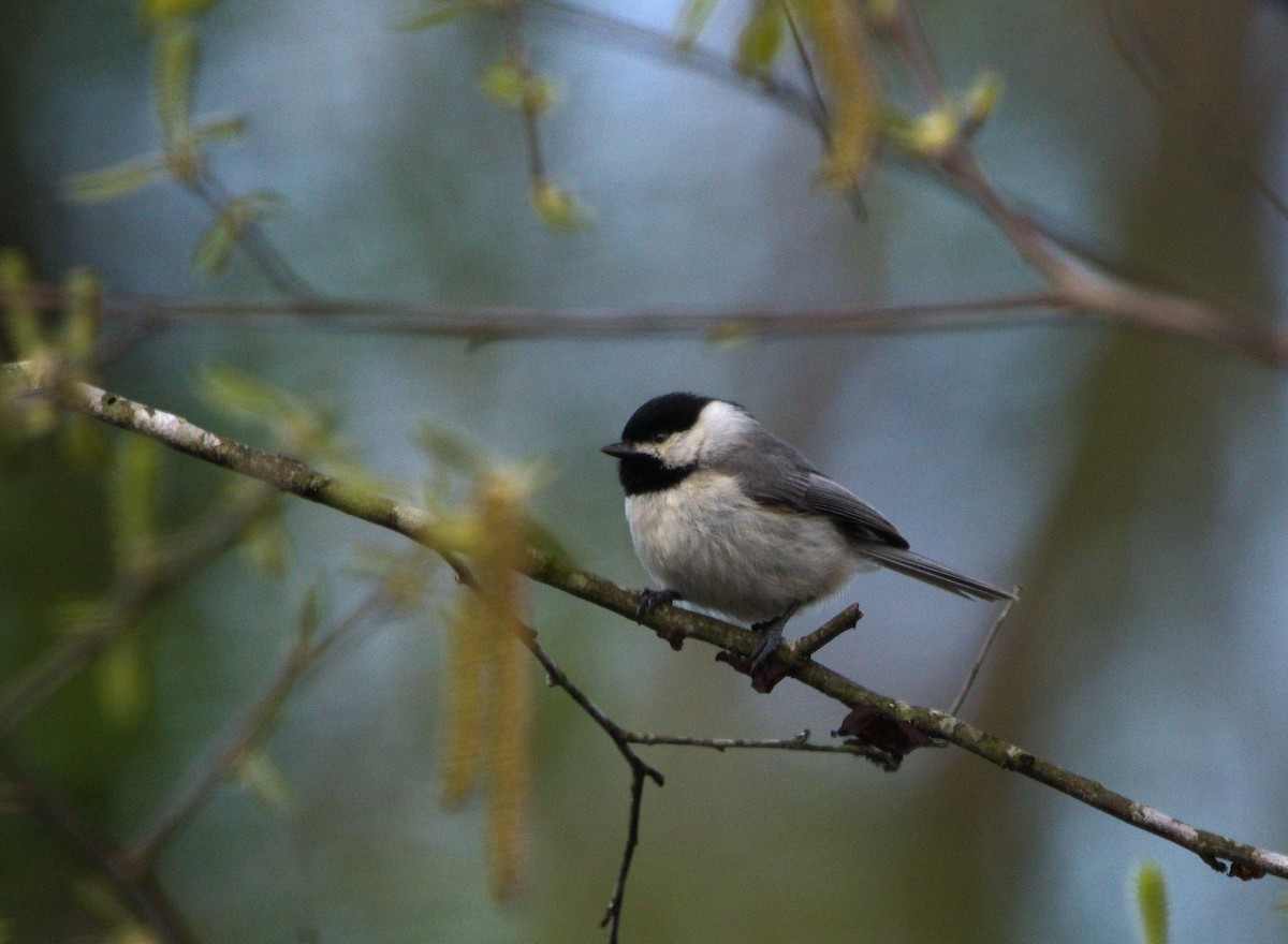 Carolina Chickadee - ML437753641