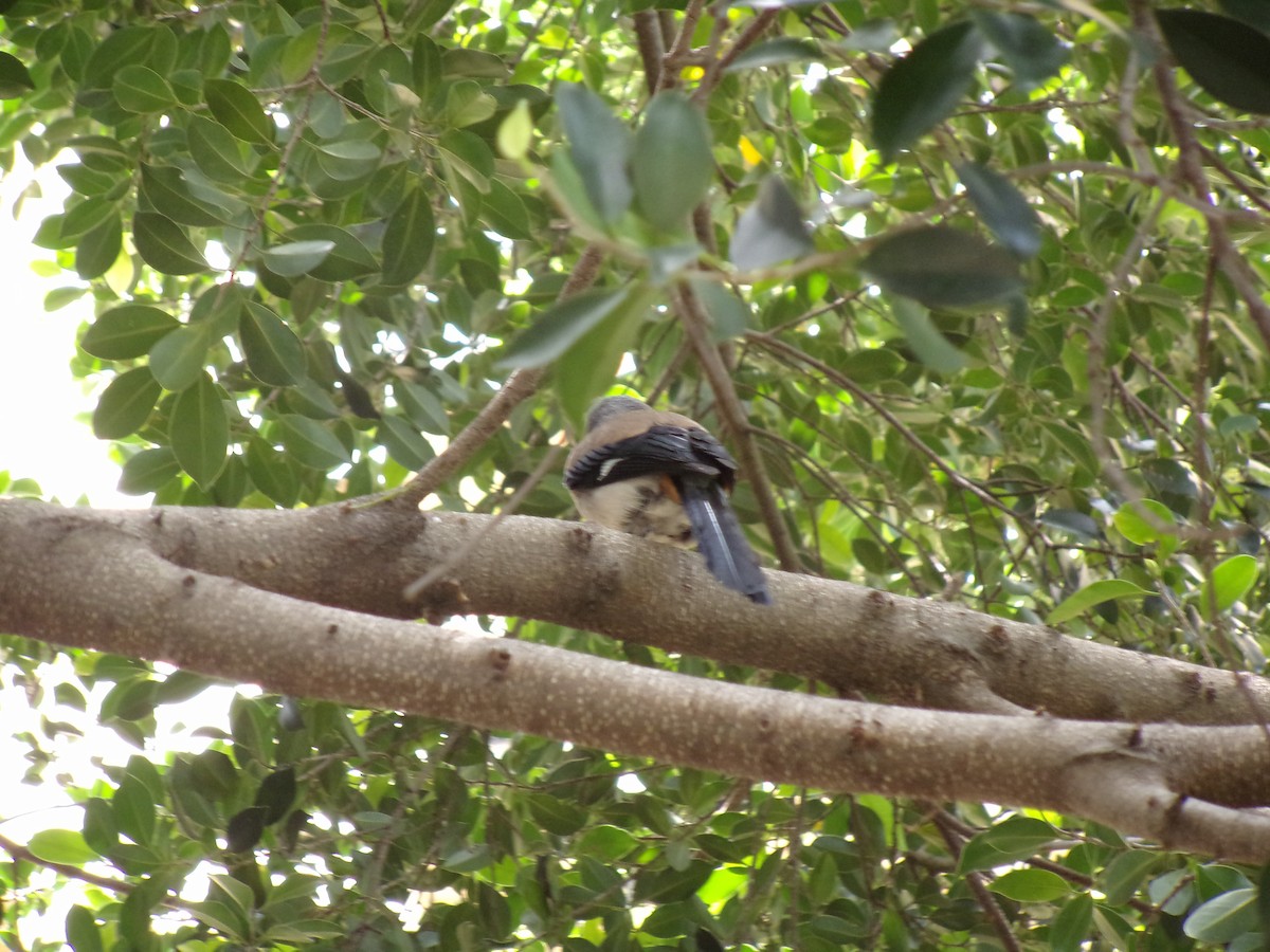 Gray Treepie - ML437756371