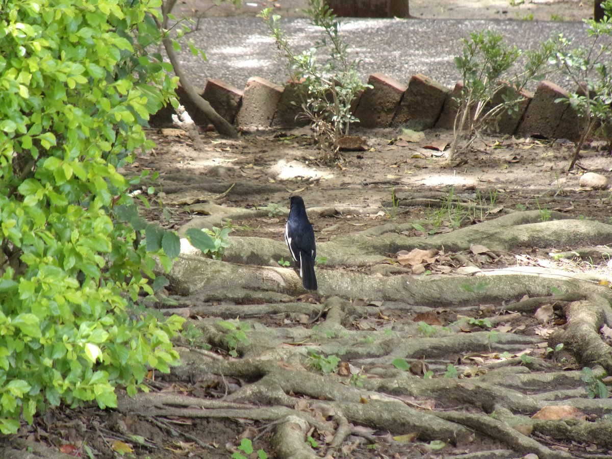 Oriental Magpie-Robin - ML437756421