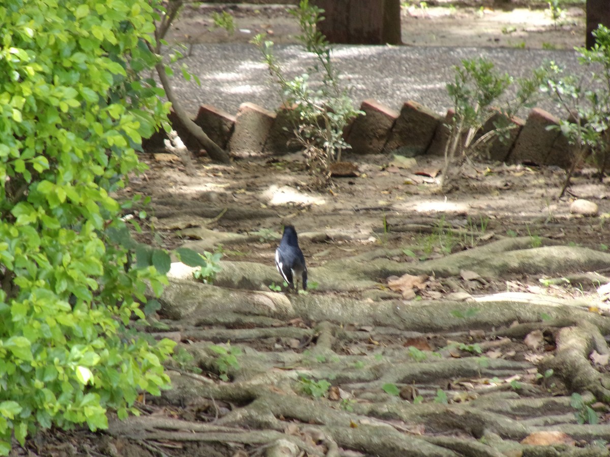 Oriental Magpie-Robin - ML437756461