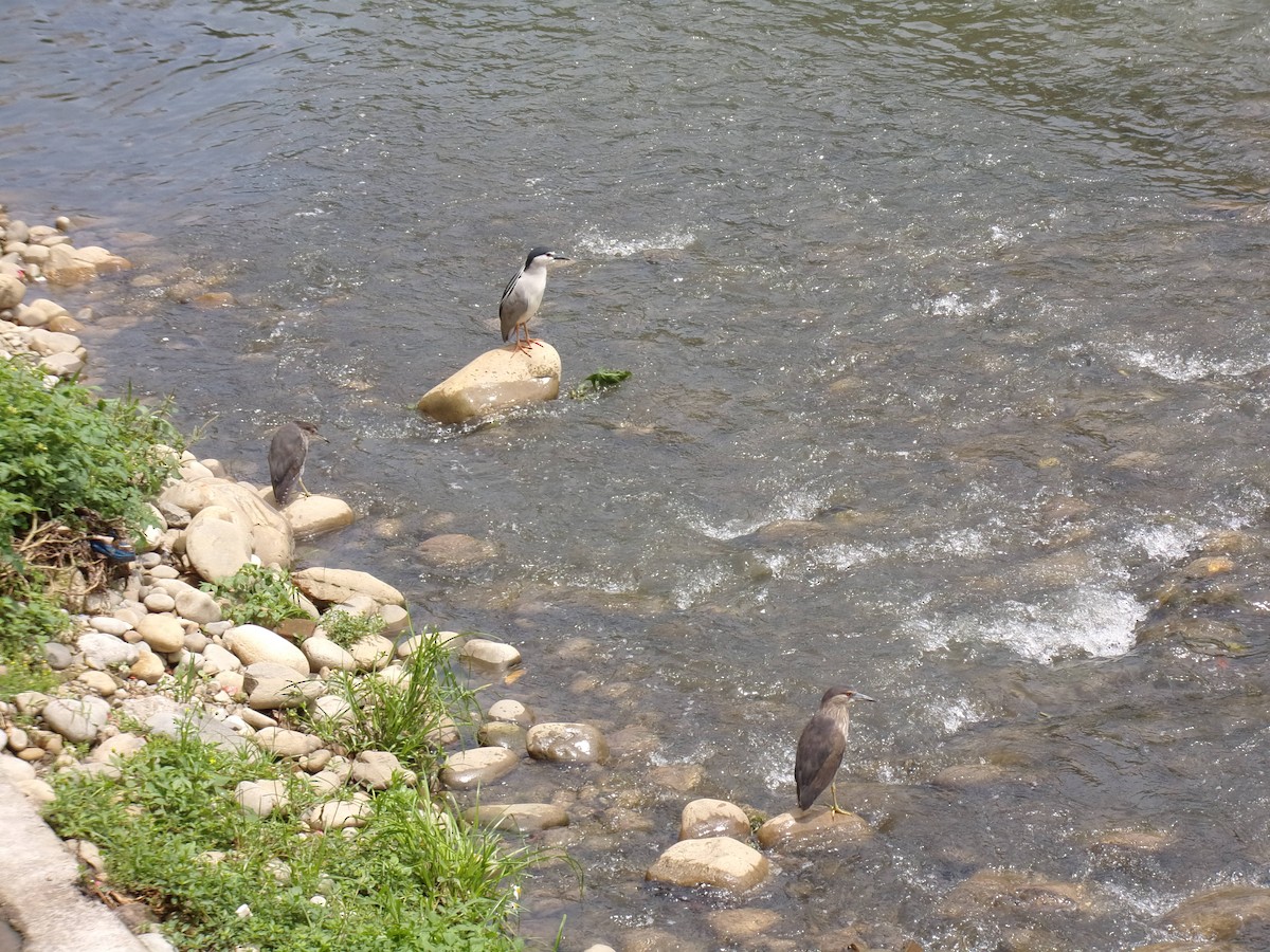 natthegre (nycticorax) - ML437756531