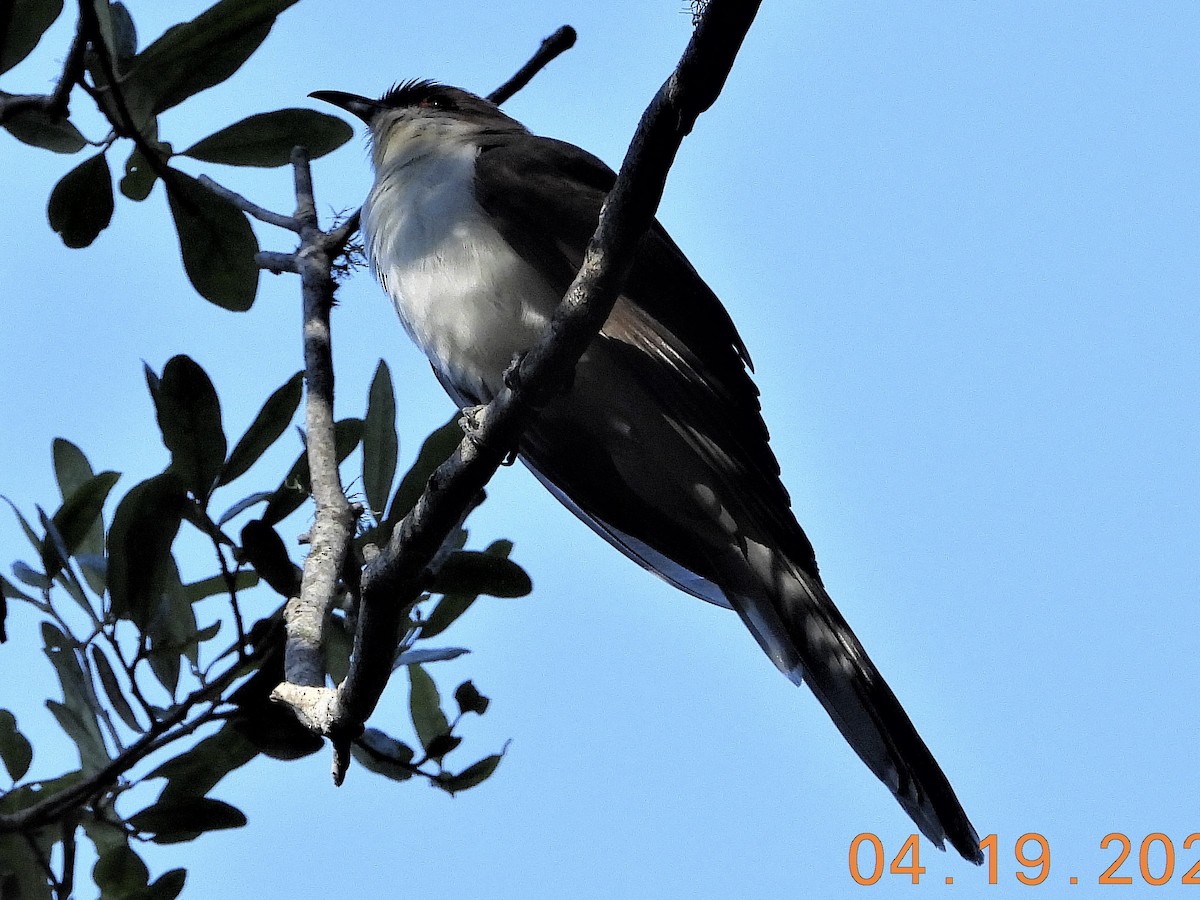 Black-billed Cuckoo - Susan Hubley
