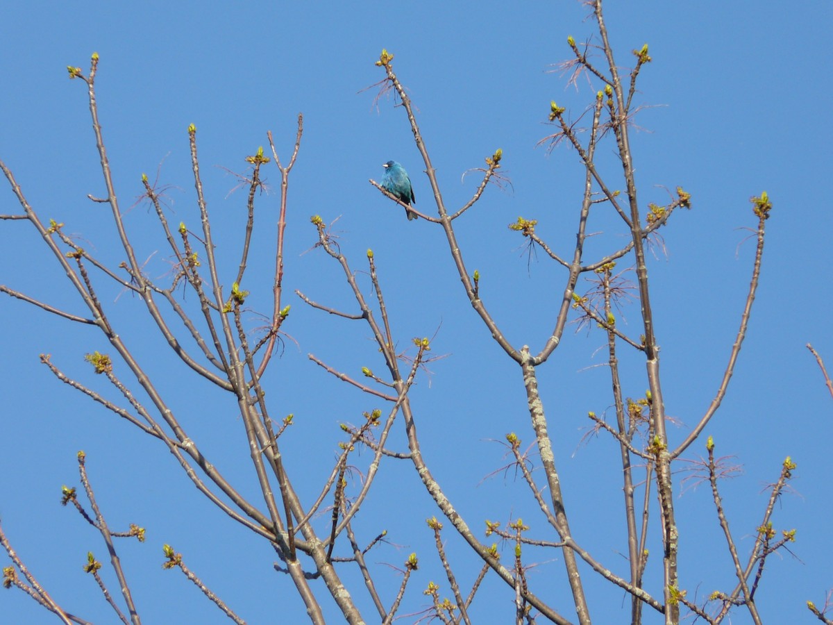 Indigo Bunting - ML43775891