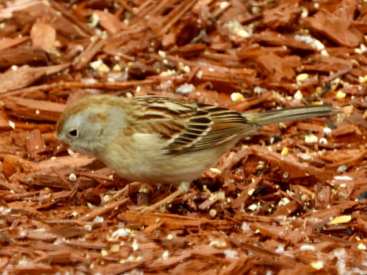 Field Sparrow - ML437759241