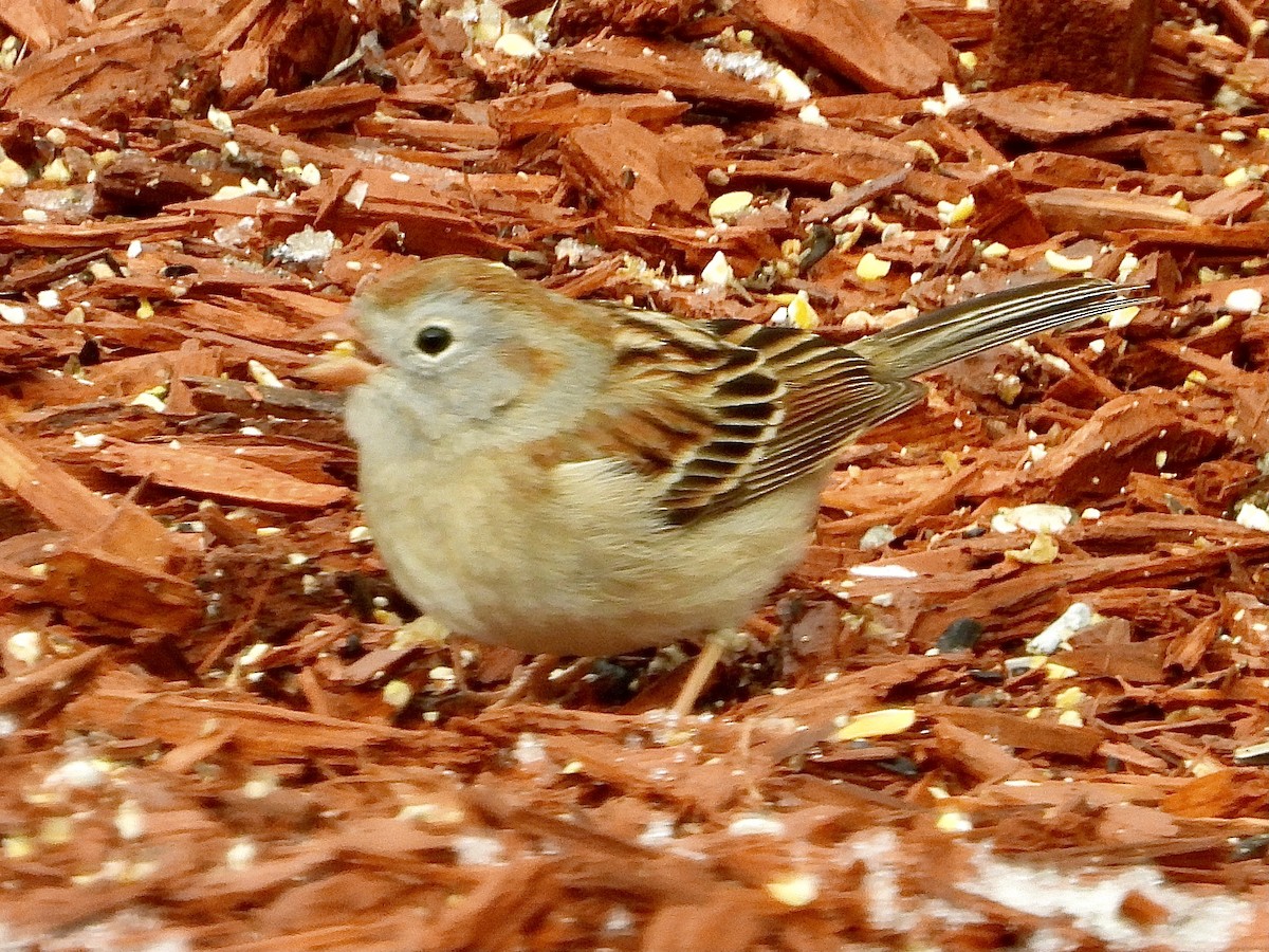 Field Sparrow - ML437759271