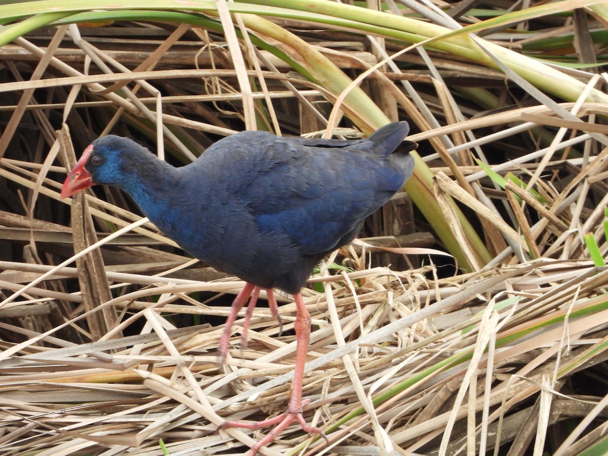 Western Swamphen - ML437760081