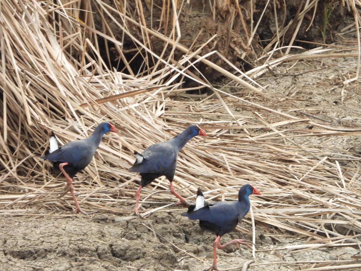 Western Swamphen - ML437760091