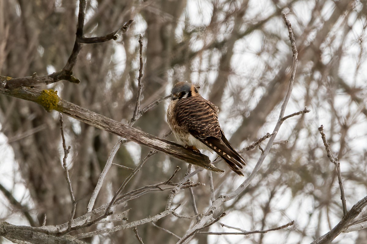 American Kestrel - ML437760541