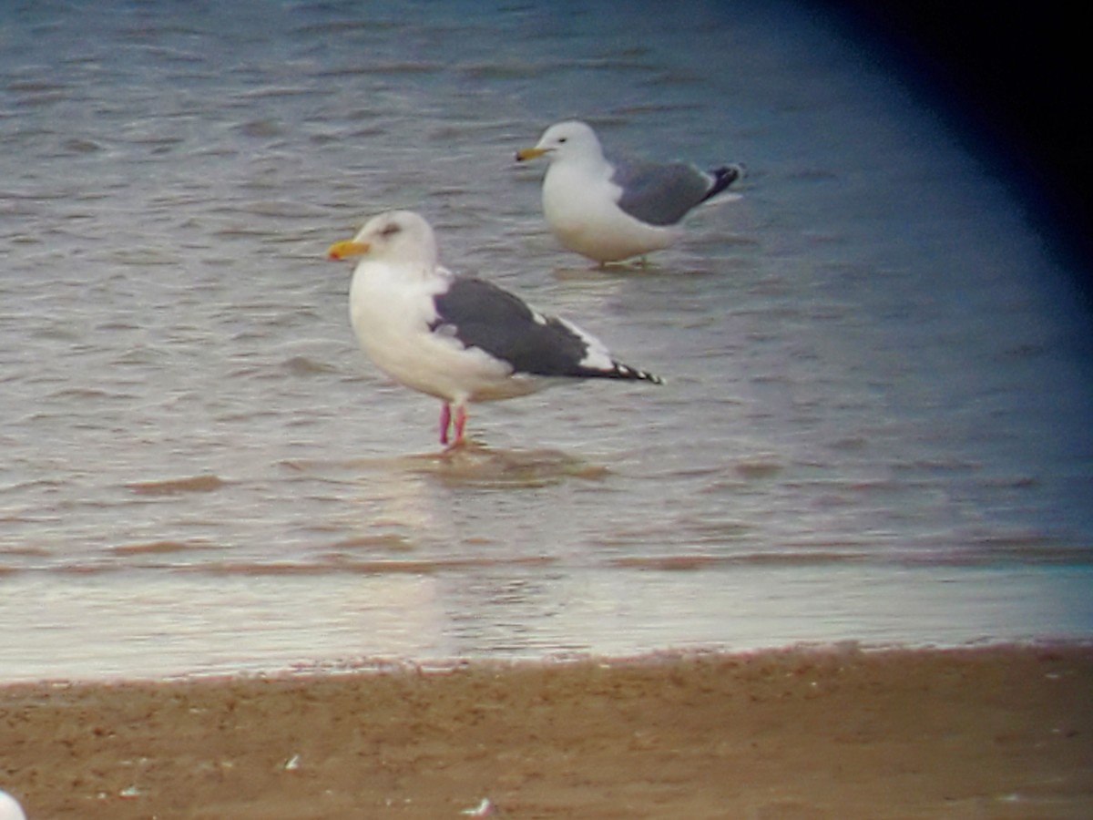 Slaty-backed Gull - Christopher Murray