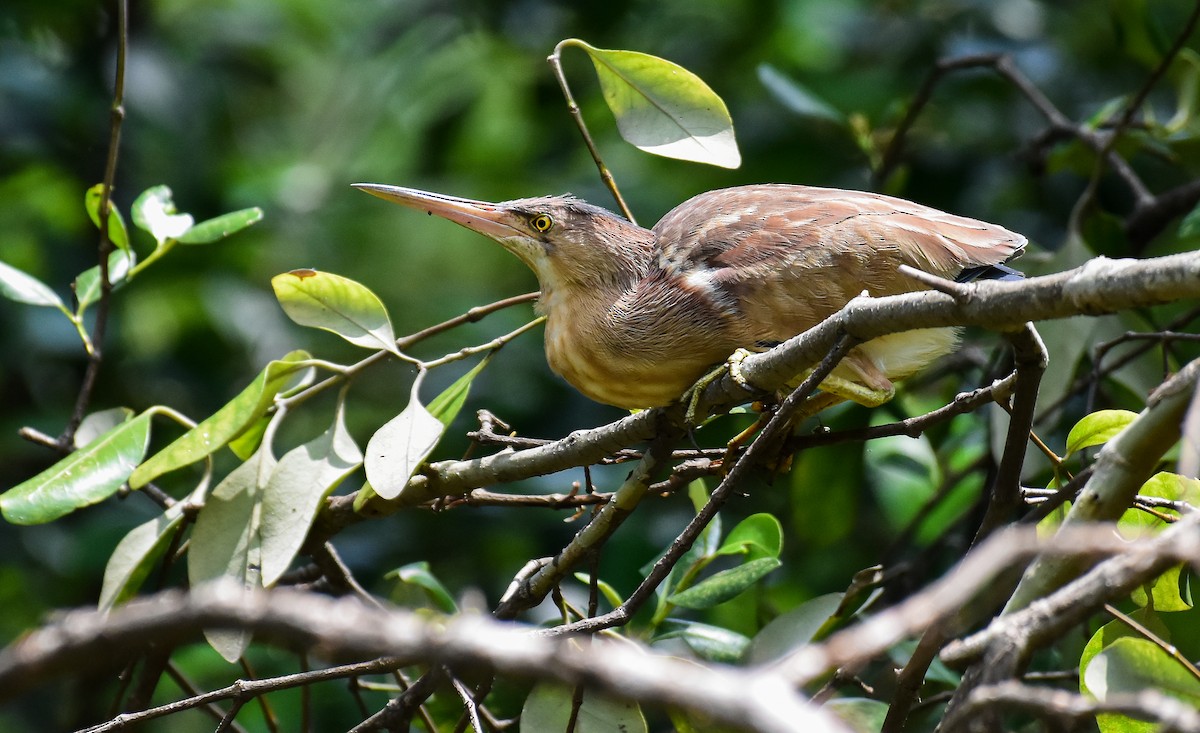 Yellow Bittern - ML437761081