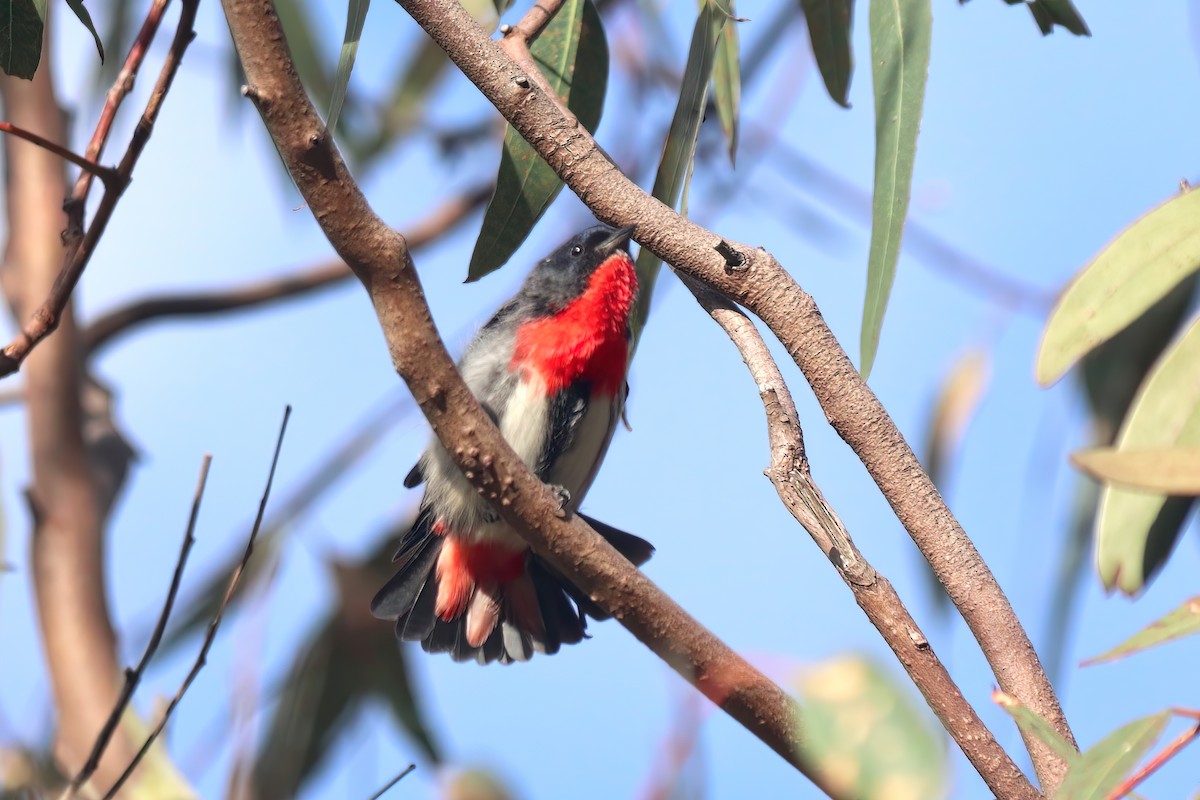 Mistletoebird - Marian W